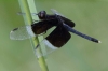 J19_9246 Neurothemis tullia male